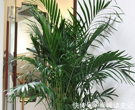 家里养3种耐阴花，皮实又好养，空气清新，更有观赏性