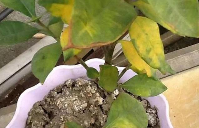 除了手动翻土,还能通过“加点料”改善土质,解决土壤板结困扰