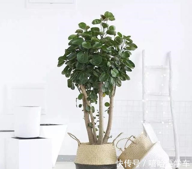 适合过年购买的8种招财植物,好看又吉祥!