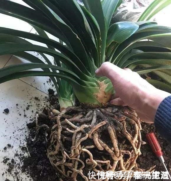 花友们|君子兰不见长,是僵苗还是养护不当教你“4招”,快速恢复活力!