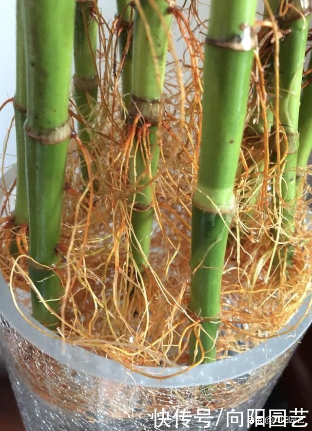 黄叶子|富贵竹不长根，用矿泉水发根，大白根一周长满瓶子，叶子油绿绿