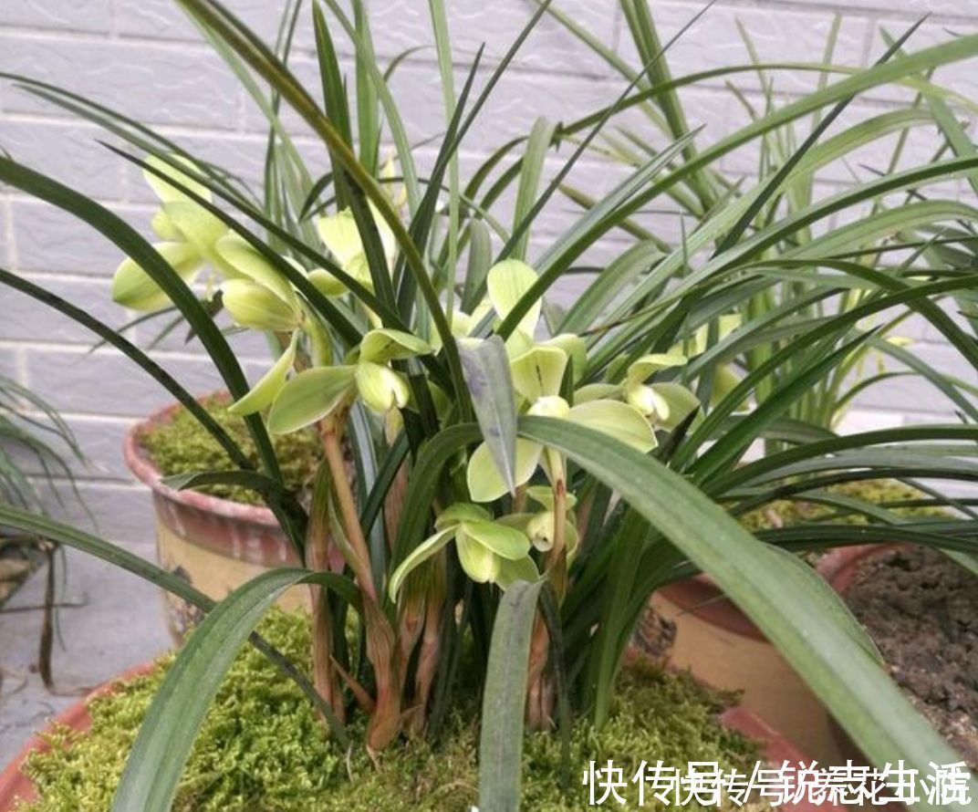 植株|夏天太热，家中养兰花有“4不做”，现在知道还不晚