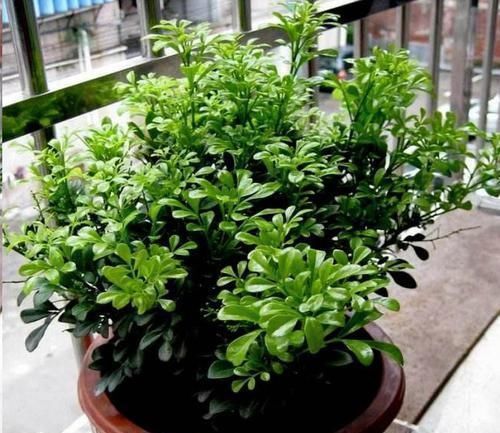 蓝妖|这10种花超级怕冷,再不搬进屋,小心只剩下盆了