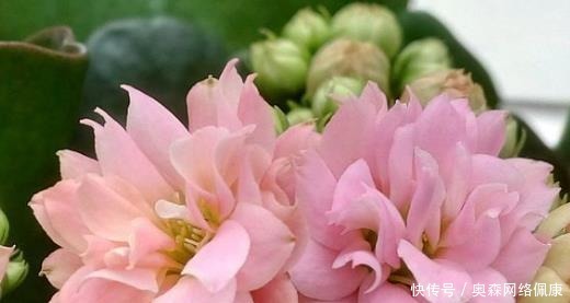 长寿花|婆婆只养“2种”花,窗台变成“花海”,冬天“开花”上百朵!