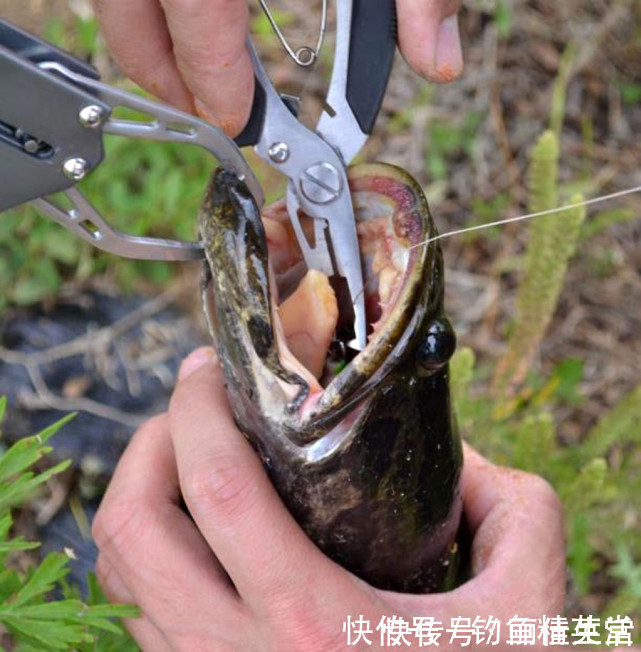 带鱼|吃钓鱼人钓的鱼要千万小心这是为什么呢