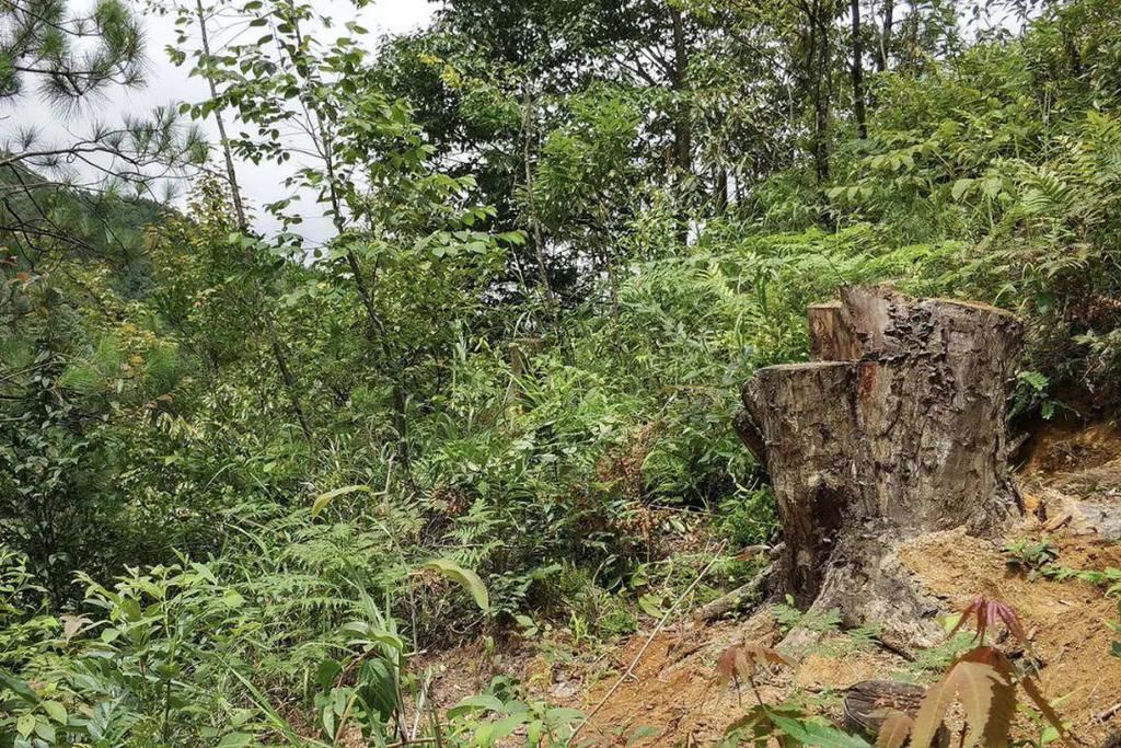 松树根上的寄生物，古称“千岁松脂”，若遇到