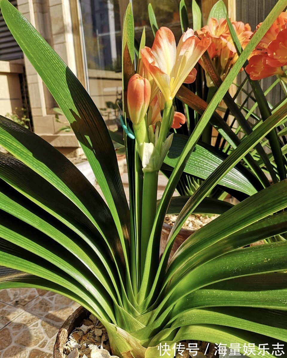 君子兰|君子兰是个“肥罐子”,30天喂上10粒“肥”,新叶蹭蹭冒!