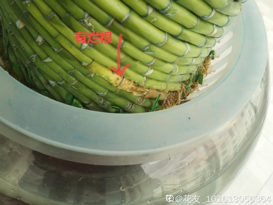 栀子花叶子发黄，是求救信号，不管花就容易死