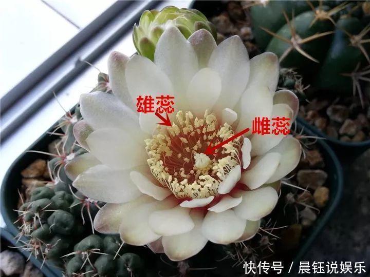 大户|3种花不用“扦插”,花开完等俩月,半年变成“养花大户”!
