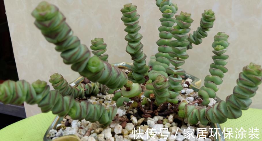 夏季|三伏天入手多肉,做好这些小事情,不烂根,养得好