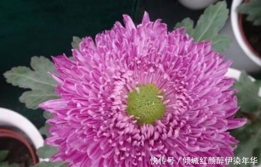 喜欢养玫瑰,不如养“高档品种”艾帕索玫瑰,花色橙黄,高端大气