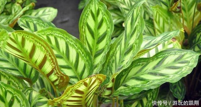 家里采光差,就养6种花,不爱晒太阳,就给一点光,蹭蹭长满盆