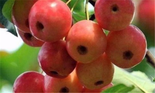 美白肌肤|聪明的人爱吃3种食物,排毒消脂,美白肌肤,延缓衰老