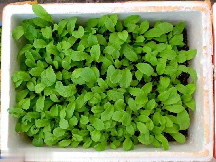 养花|总用泡沫箱养花种菜,好不好听听过来人怎么说