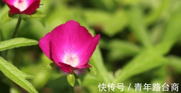 春节多养“运气花”,吉祥顺利,不养也要买的福运花,只为讨吉利