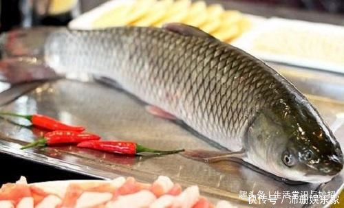鲜嫩|草鱼“最好吃”的做法，不煎不炸，肉质鲜嫩无腥味，吃比饭店的香