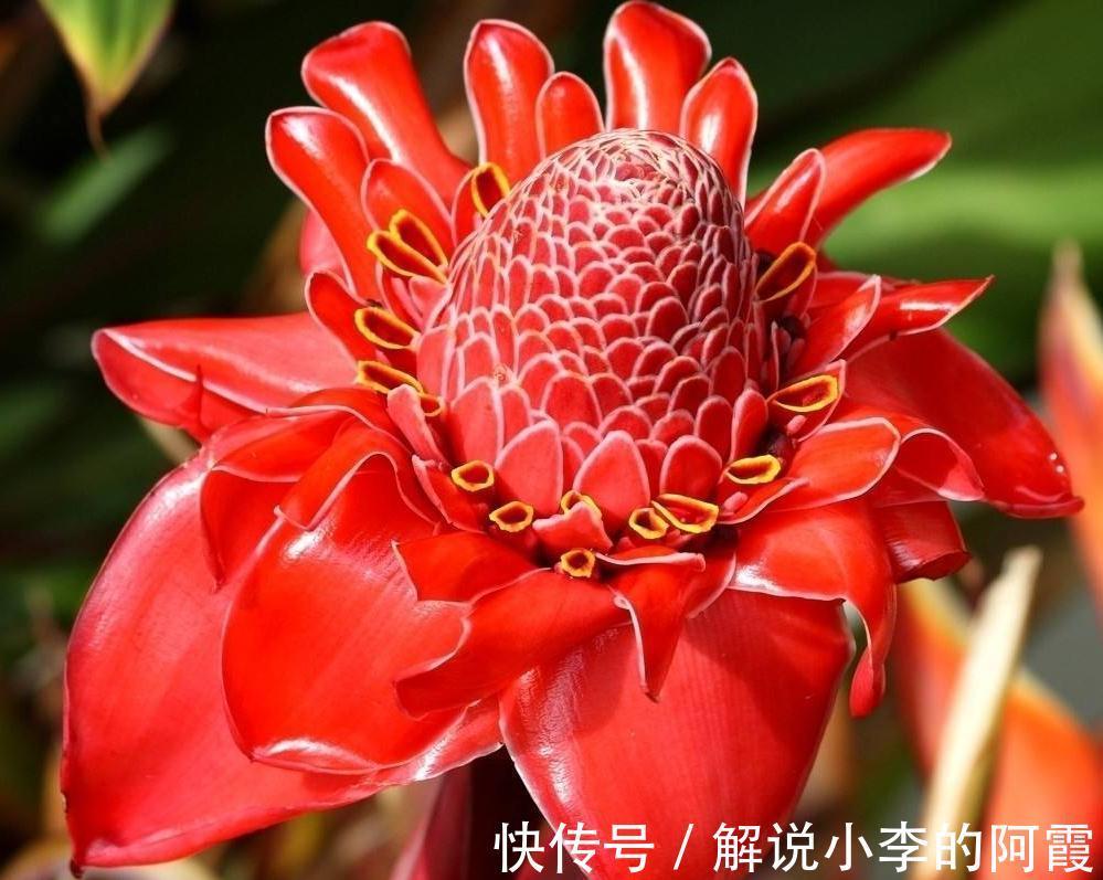 金色“大莲花”好看还好吃,“巨大神秘”的花,你肯定没见过