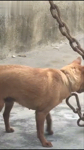 |搞笑GIF:单身久了 还有哪项秀恩爱的姿势不会