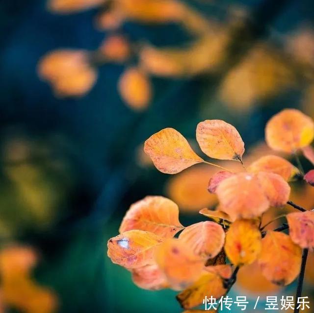 《这个冬月不再冷》作者:梦之蓝 主播:读你