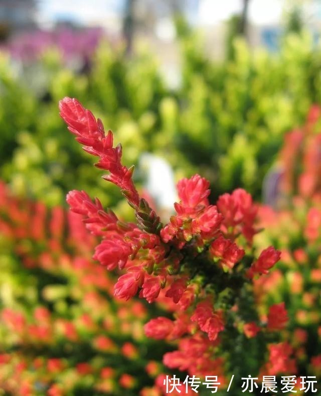 叶子|这花被称为“北海道彩虹草”,-30℃环境也能活,叶子还能变颜色