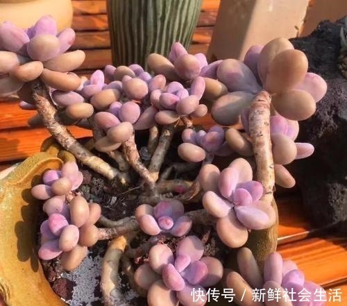 养多肉,就养这“6盆”,越长越肥,颜色越来越好看,太美了!