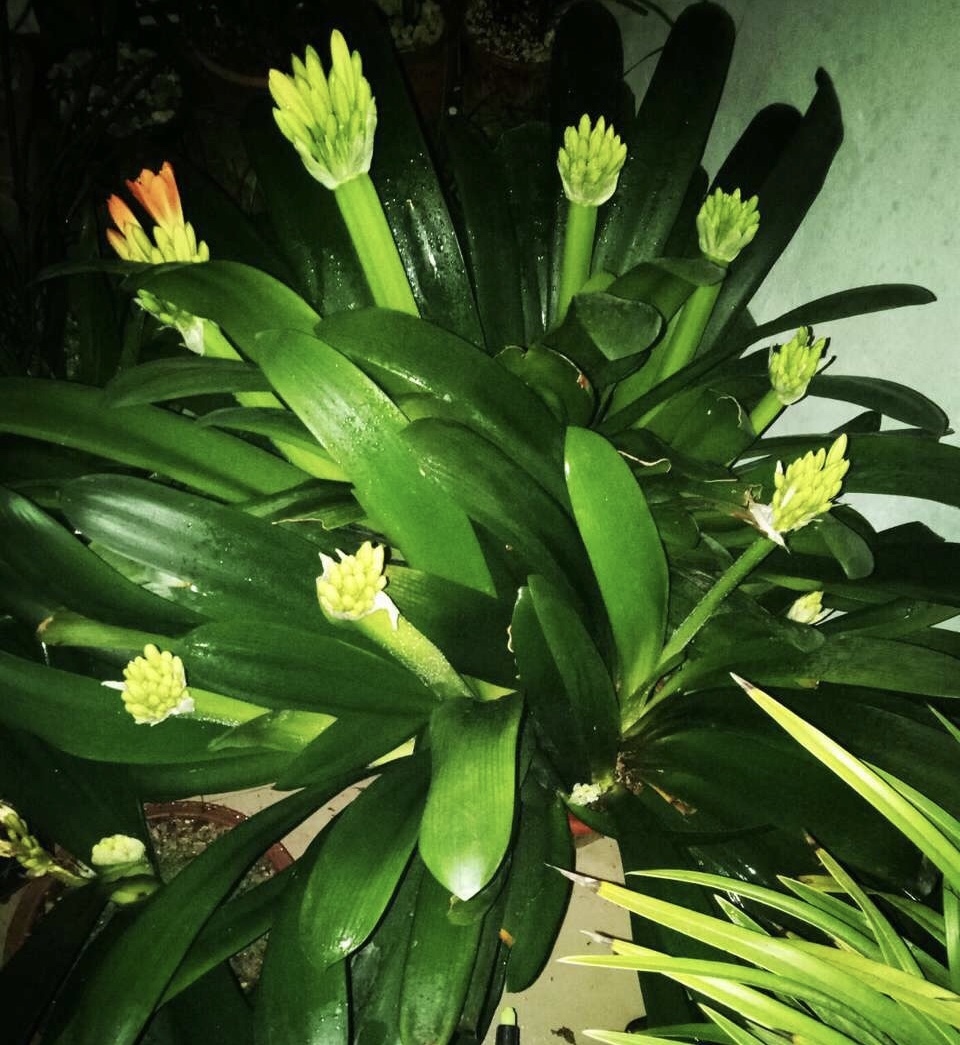 悄悄告诉你,学会4个老花农的养花“偏方”,家里花卉“嗖嗖长”