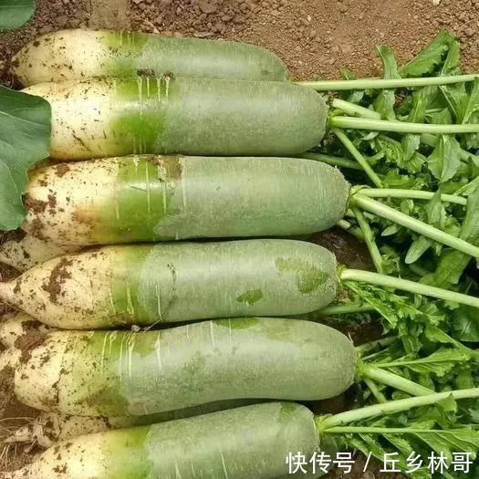 冬天要多吃萝卜,教你一个百吃不厌的做法,口感爽脆,开胃又下饭