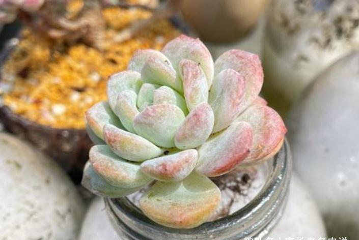 有种多肉名字超梦幻 颜值也不低 就是身世扑朔迷离 它叫梦之雪 粉紫色 有种多肉名字超梦幻 颜值也不低 就是身世扑朔迷离 它叫梦之雪 粉紫色