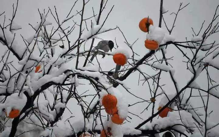 夏荷！青未了｜散文《雪，无约而来》