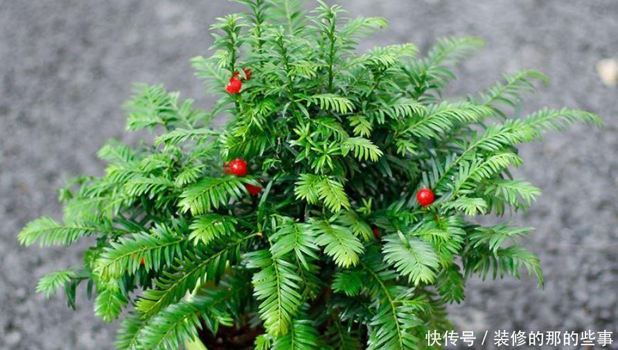 买到挂满“红果”的红豆杉,换盆做3步,叶子油绿,果子挂满枝!
