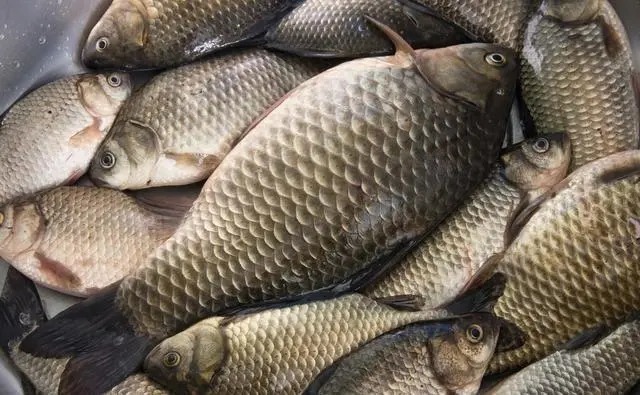 垂钓|深秋钓鲫鱼,用好这两款饵料和一种调钓方法,渔护装满就半天的事儿,莫不信