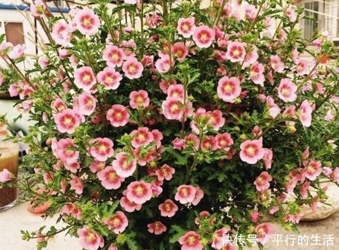 花卉|最值得拥有的漂亮花卉,花开爆盆,四季开花,养上一盆真的是绝美