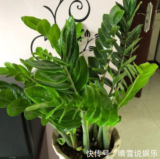 寓意|“2种树”养客厅，有“旺财运”的寓意，不施肥不浇水，一样旺盛