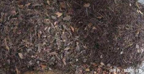 土壤|养花就用松针土,养啥旺啥,自己在家就能做,比买来的营养土好