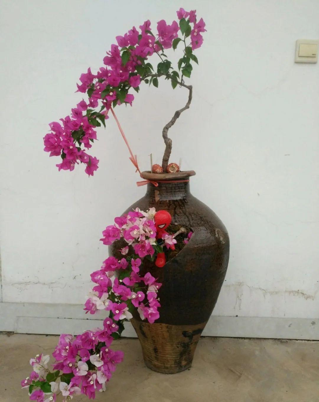 腌咸菜的坛子钻个孔,养花变成巨无霸,特美!