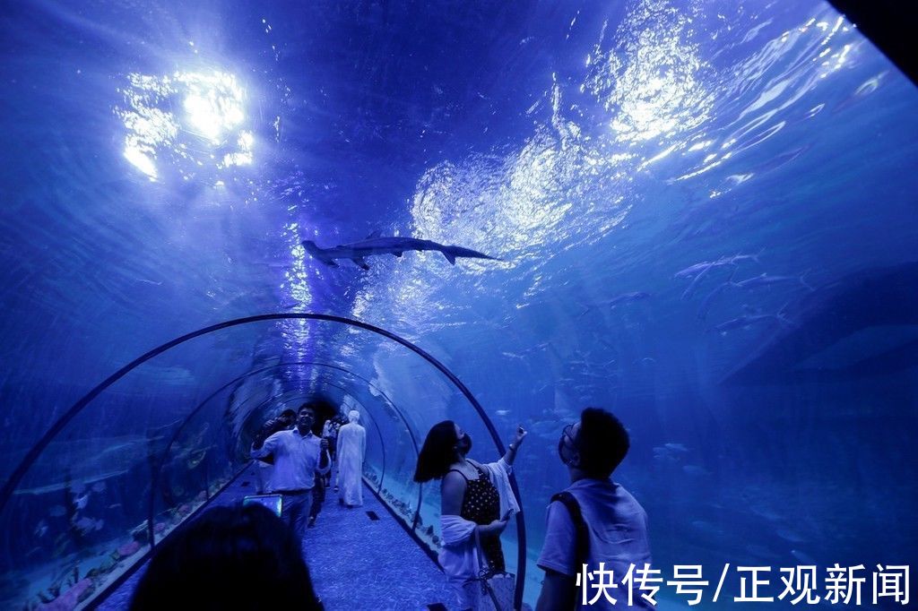 国家水族馆|中东地区最大水族馆——阿布扎比国家水族馆正式开馆