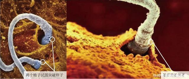 过程|10月胎儿形成全过程,8张图带你了解真相,感受生命的奇迹