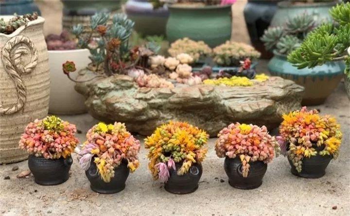 多肉长花箭被他剪断插土里，7天就生根！