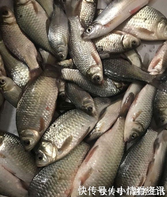 觅食|野钓连杆双飞的秘密勤抽窝、多放口、以鱼诱鱼！