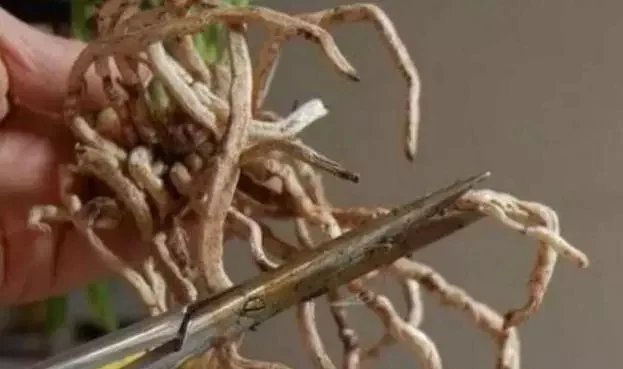 根系|养花要换盆,关键4点要“做对”,不然换了也白换,还容易死掉