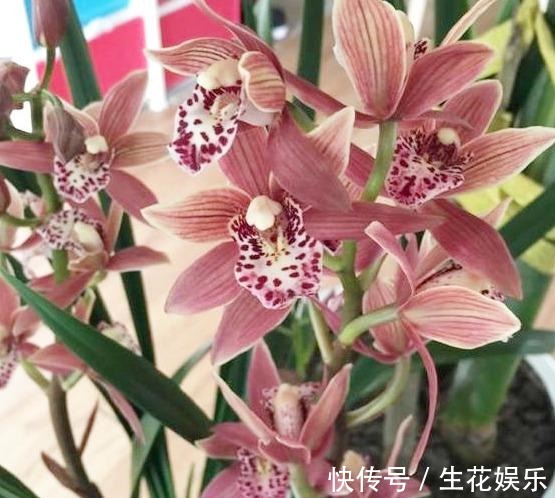 养料|兰花养不好大部分都是养料没选对,它比生根粉还好用,养兰首选