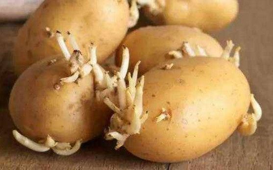 此物|有三种食物发芽后不可食用,但此物发芽后特别有营养,可以食用