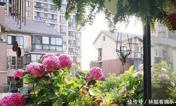 花农养花为啥成本这么低学会用小苏打,几十盆都花不了2块钱