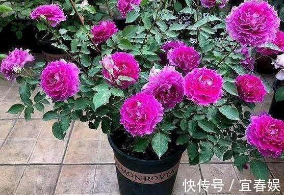 战斗机|此花耐热耐旱,花色艳红,香气四溢,四季开花,誉为开花战斗机