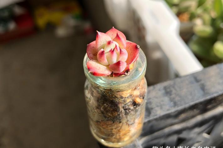 新玩法——用玻璃瓶养多肉,既方便打理又易于上色,阳台党的福音