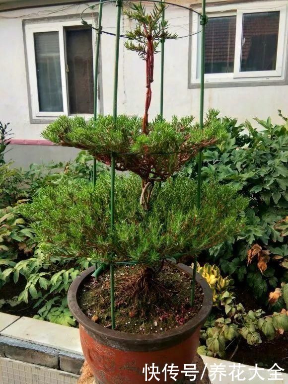 马齿苋花|山东马齿苋老桩，年年开花像小树，网友直呼：假的吧