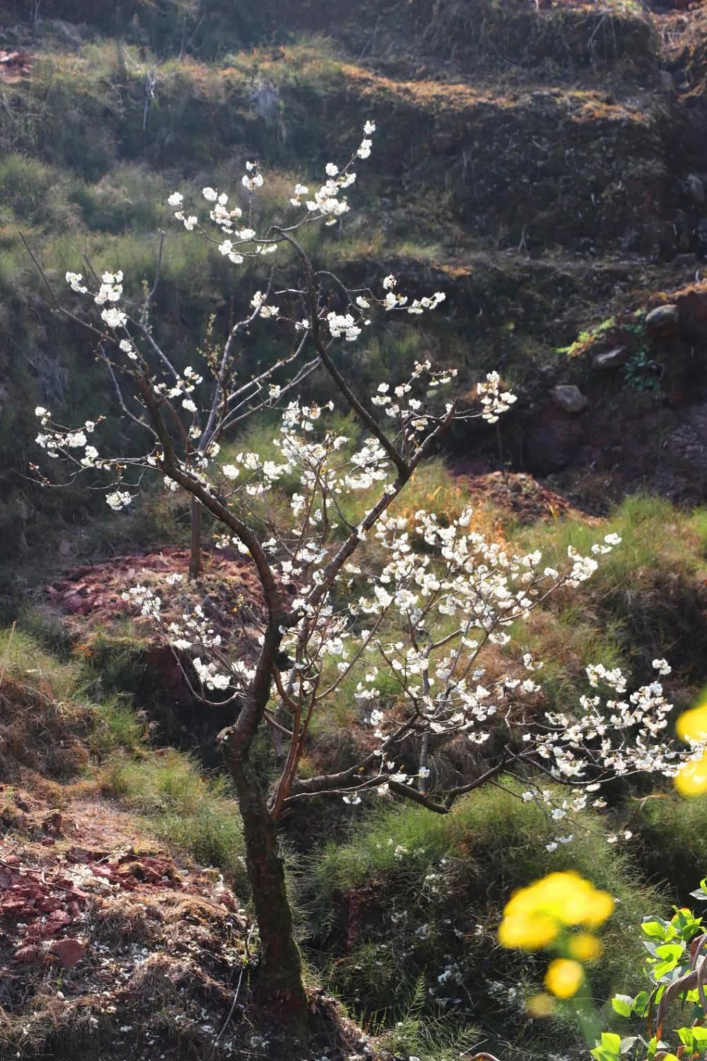 中年|满山遍野，2000亩樱桃花开！峨眉这个地方美成了一幅画