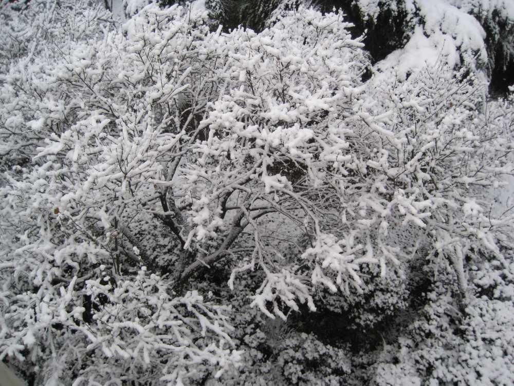 风雨悄悄地转换 雪来了