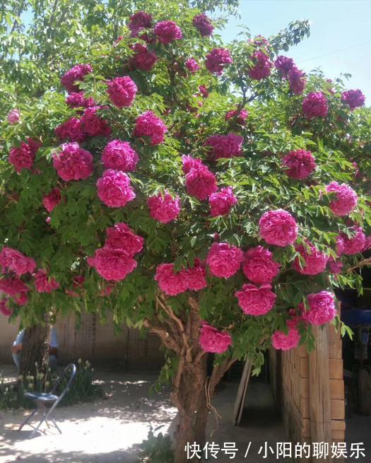 “寿命长”的11种花,好养寓意好,越养越值钱