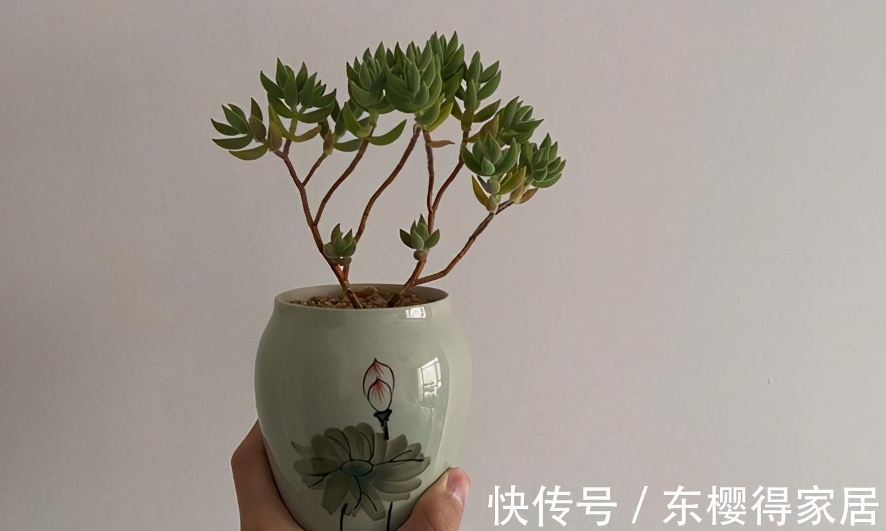 宝贝|多肉新手套餐中收获的宝贝绒针，一年就变成直立老桩，越看越喜欢